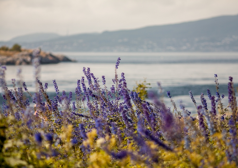 Цветущая Норвегия (июль-август 2014) (не закончен)