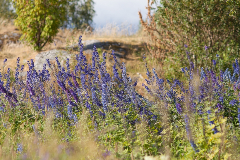Цветущая Норвегия (июль-август 2014) (не закончен)