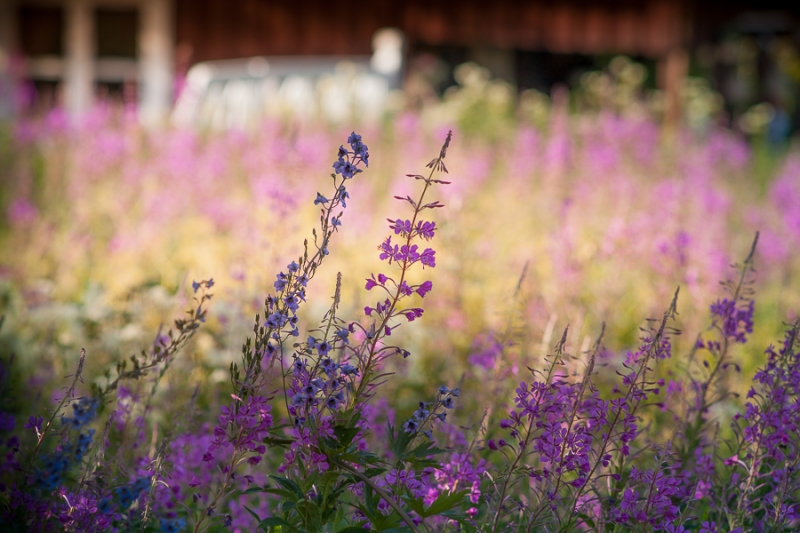 Цветущая Норвегия (июль-август 2014) (не закончен)