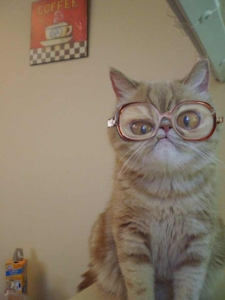 Поговорим о кошках 29