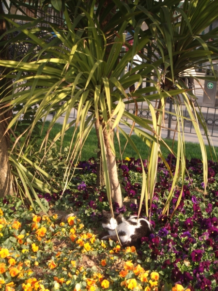 Неделя в Стамбуле ранней весной – март 2013.