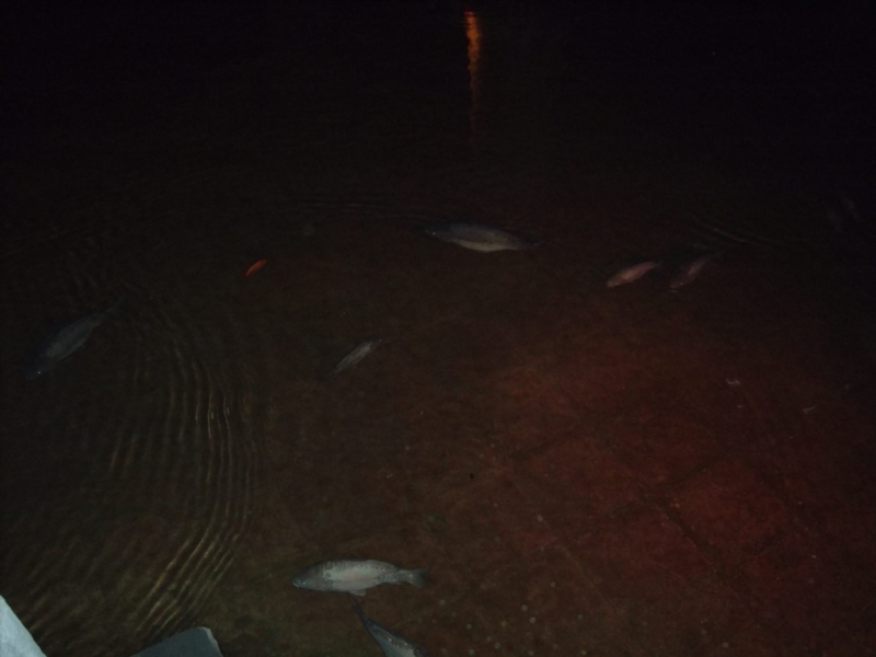 Неделя в Стамбуле ранней весной – март 2013.