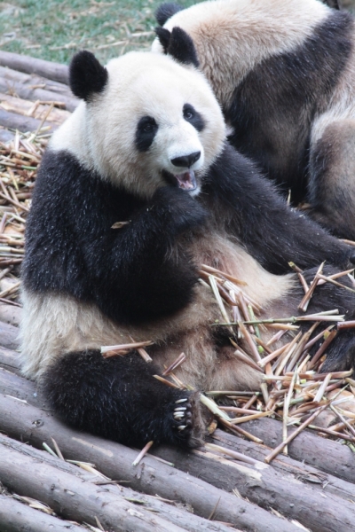 Первомайская Поднебесная: Шанхай– Чжуцзяцзяо– Сучжоу– Лоян– Шаолинь– Сиань–Хуаншань –Ченду