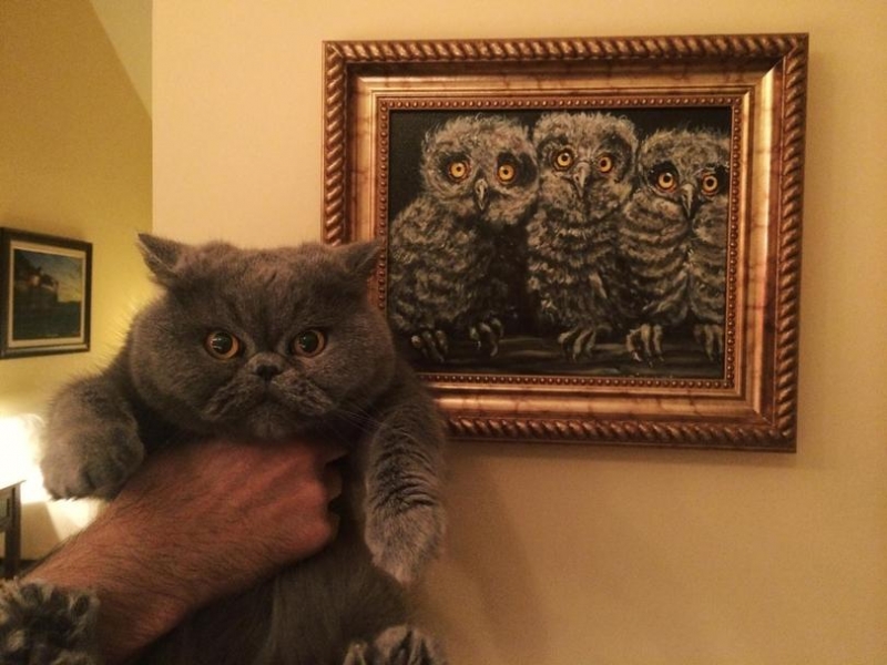 Поговорим о кошках 29