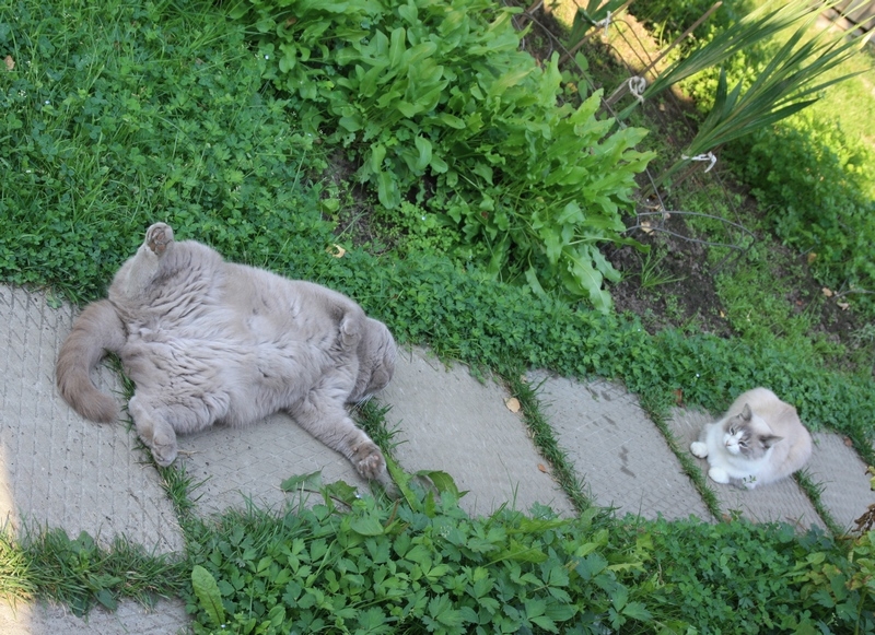 Поговорим о кошках 29