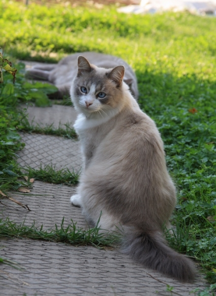 Поговорим о кошках 29