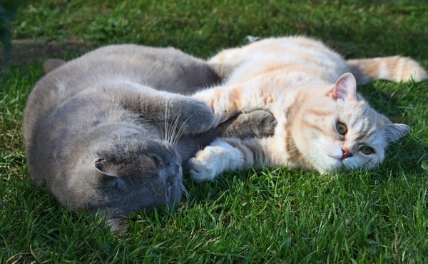 Поговорим о кошках 29