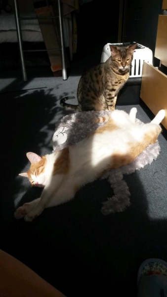 Поговорим о кошках 29