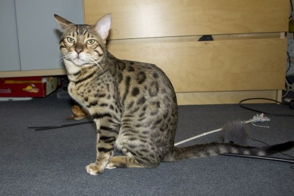 Поговорим о кошках 29