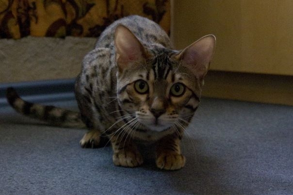 Поговорим о кошках 29