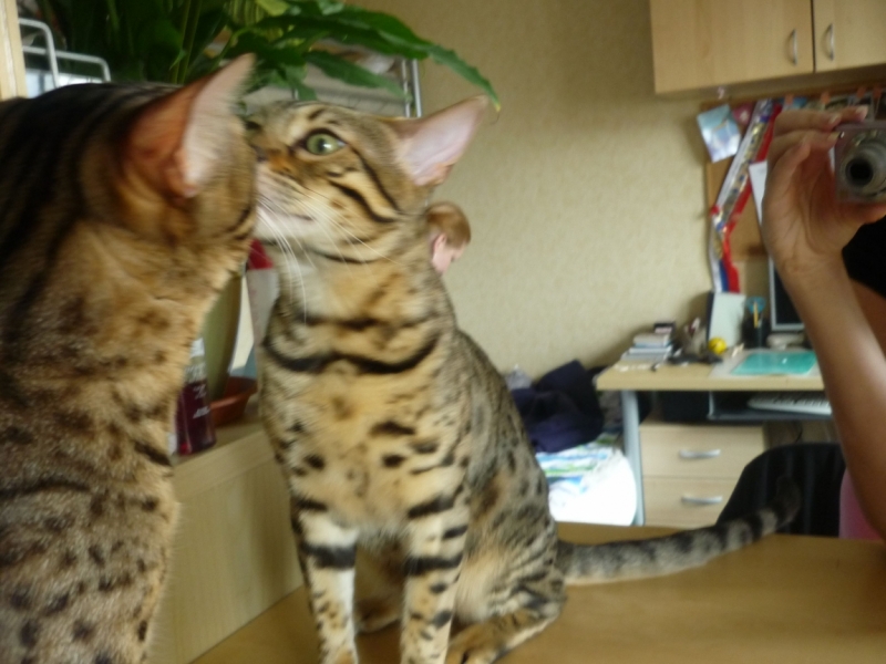 Поговорим о кошках 29