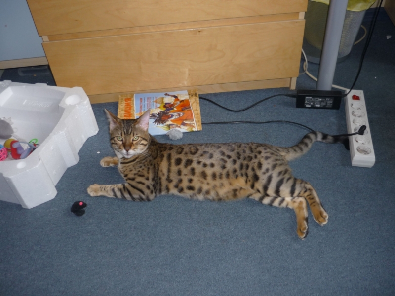 Поговорим о кошках 29