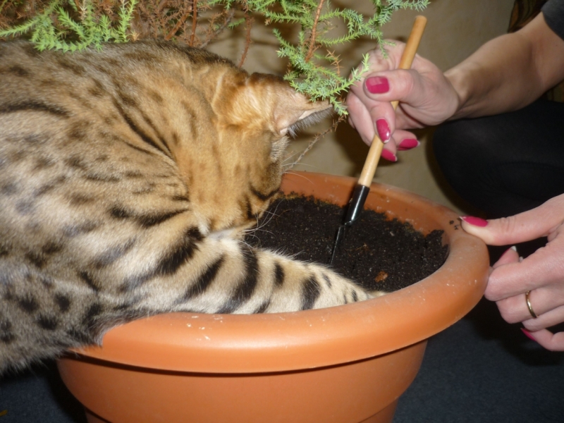 Поговорим о кошках 29