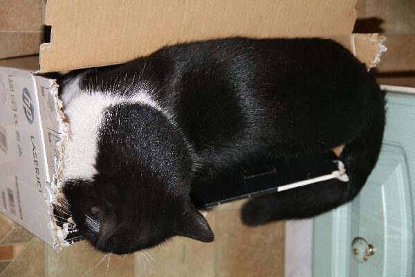 Поговорим о кошках 29