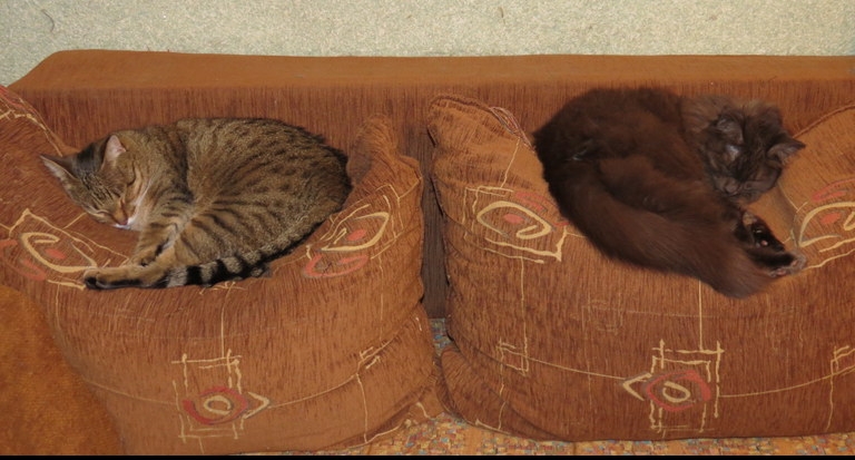 Поговорим о кошках 29