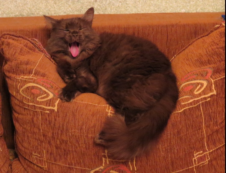 Поговорим о кошках 29