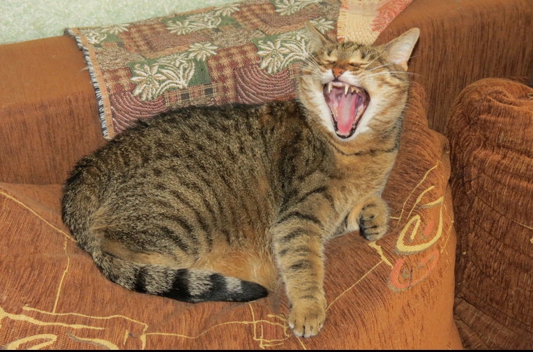 Поговорим о кошках 29