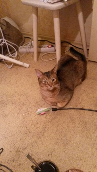 Поговорим о кошках 29