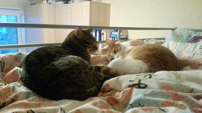 Поговорим о кошках 29