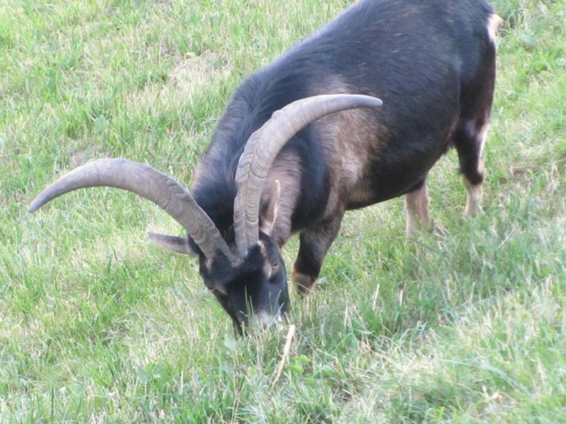 2014, июль. Дорф Тироль (Мерано). Маленькие радости каникул по-бюргерски. Без а/м.