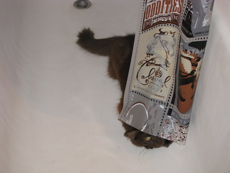 Поговорим о кошках 29