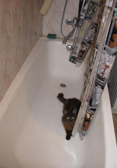 Поговорим о кошках 29