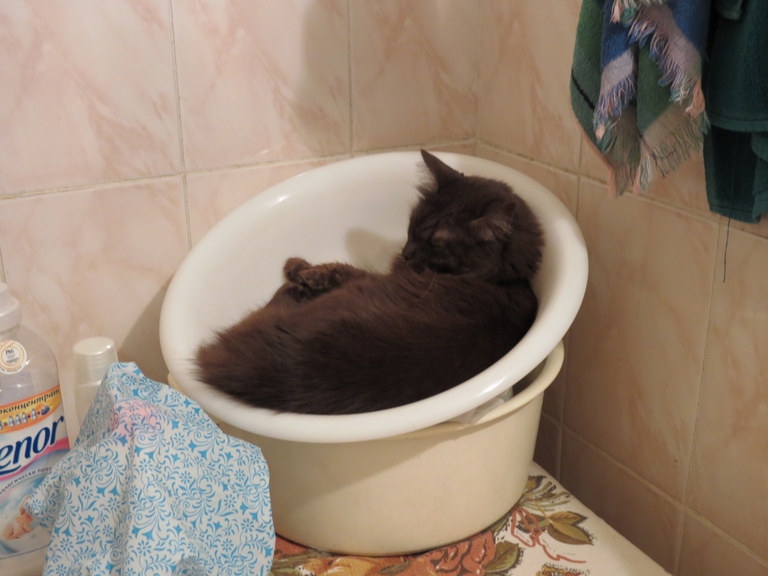 Поговорим о кошках 29