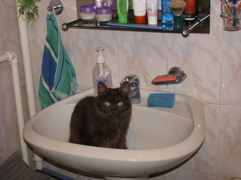 Поговорим о кошках 29