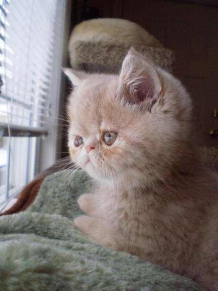 Поговорим о кошках 29