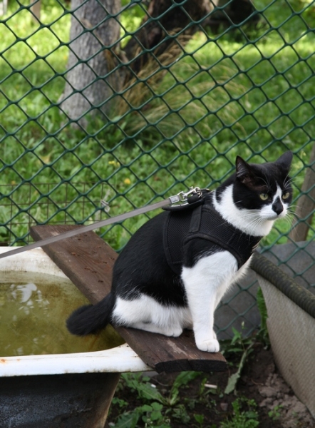 Поговорим о кошках 29