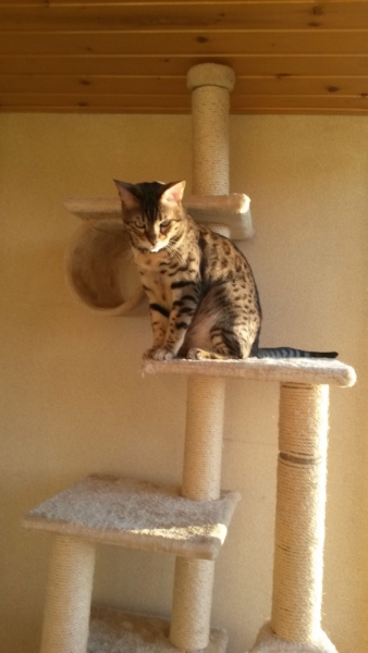 Поговорим о кошках 29