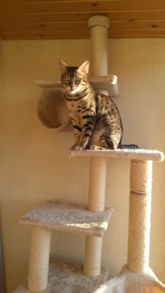 Поговорим о кошках 29