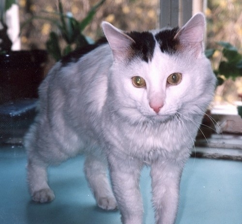 Поговорим о кошках 29