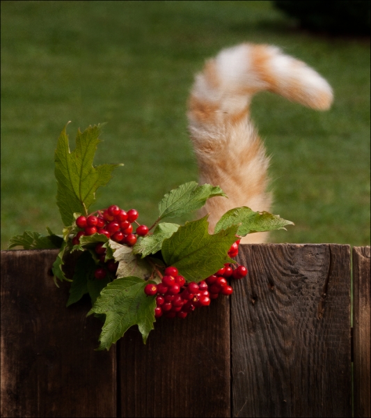 Поговорим о кошках 29