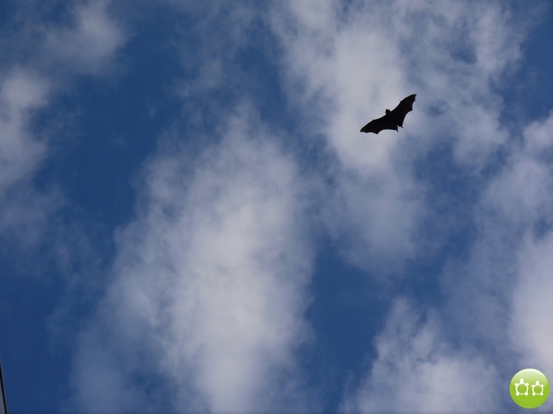 Кольцо Аннапурны (из Бессисахара до Покхары) или In the Big Rock Candy Mountains