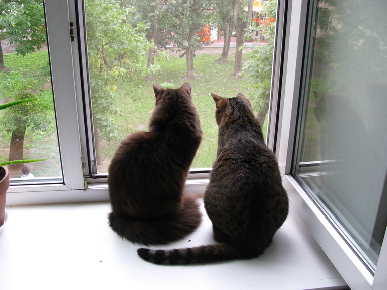 Поговорим о кошках 29