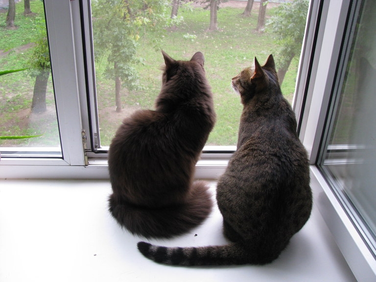 Поговорим о кошках 29