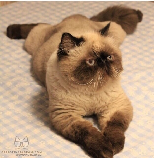 Поговорим о кошках 29