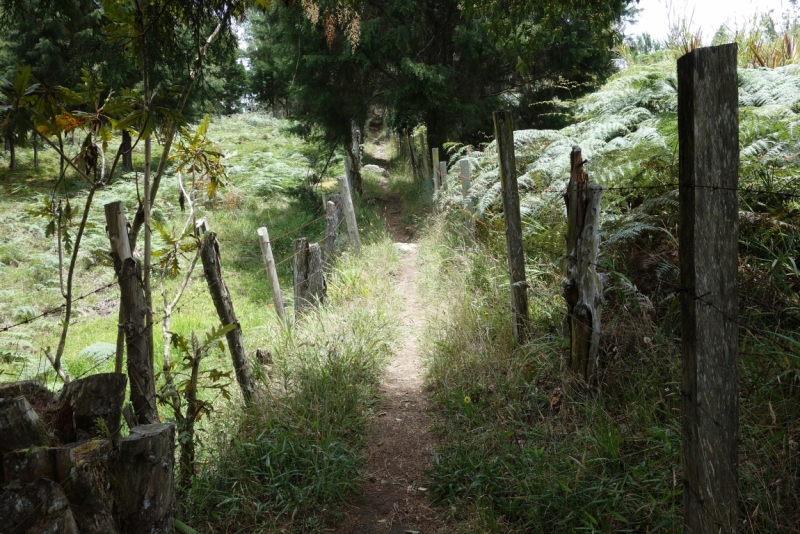 Медельин для чайников(4 дня). Город современной скульптуры, архитектуры.