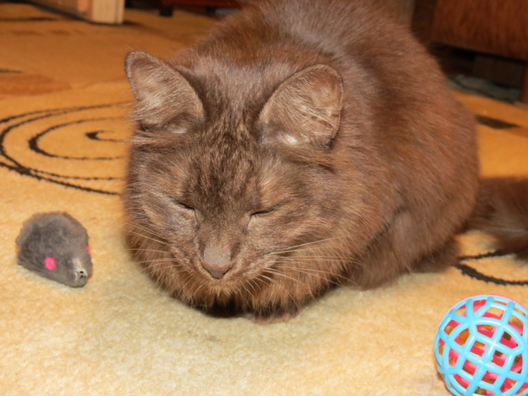 Поговорим о кошках 29