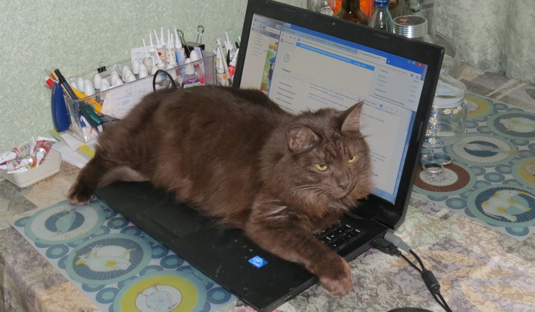 Поговорим о кошках 29