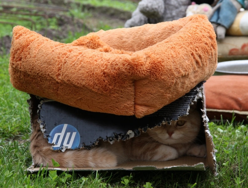 Поговорим о кошках 29