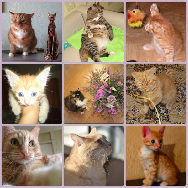 Поговорим о кошках 29