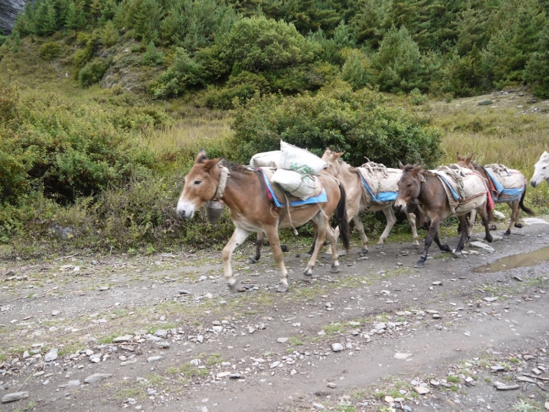 Кольцо Аннапурны (из Бессисахара до Покхары) или In the Big Rock Candy Mountains