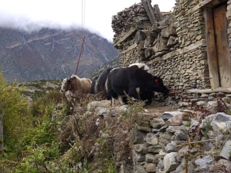 Кольцо Аннапурны (из Бессисахара до Покхары) или In the Big Rock Candy Mountains