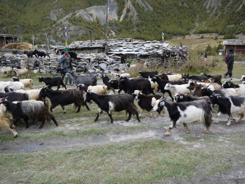 Кольцо Аннапурны (из Бессисахара до Покхары) или In the Big Rock Candy Mountains