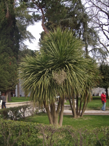 Неделя в Стамбуле ранней весной – март 2013.