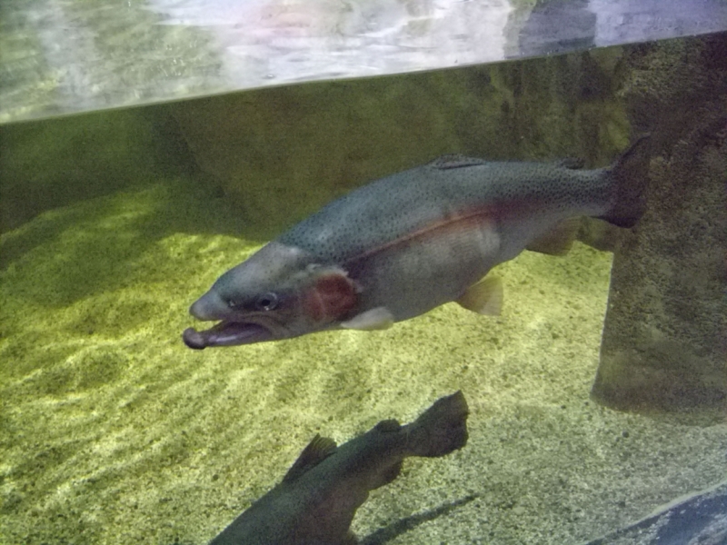 Неделя в Стамбуле ранней весной – март 2013.