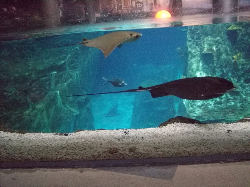 Неделя в Стамбуле ранней весной – март 2013.