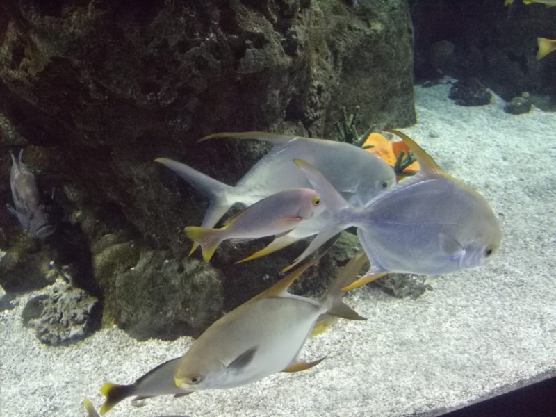 Неделя в Стамбуле ранней весной – март 2013.